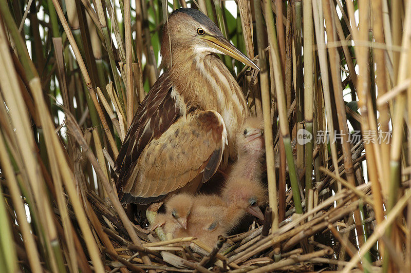 窝中的小麻鸦(Ixobrychus minutus)